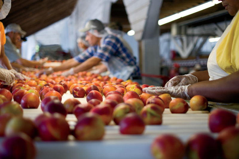 North Georgia produces well over a half-million bushels of apples each year — 85% of which comes from Fannin and Gilmer Counties.