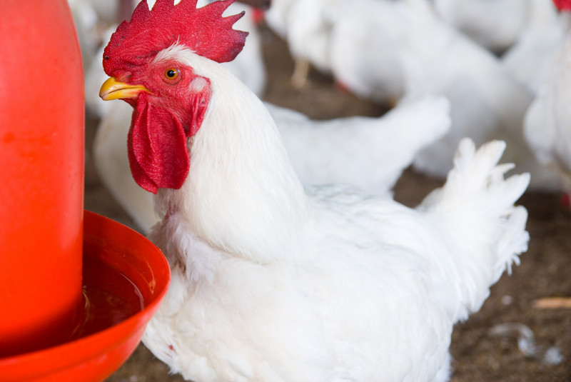 More than 31 million pounds of chicken are produced every day from Georgia